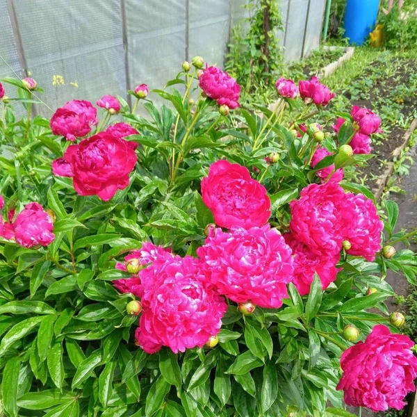 Пионы у Галины Яковлевны в саду | Источник: предоставлено Галиной Злобиной