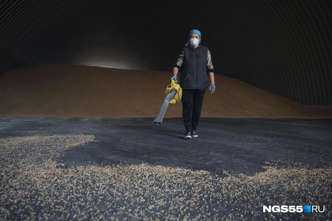 Раньше зерно собирали метлами, теперь&nbsp;— ветродуйками | Источник: Евгений Софийчук / NGS55.RU 