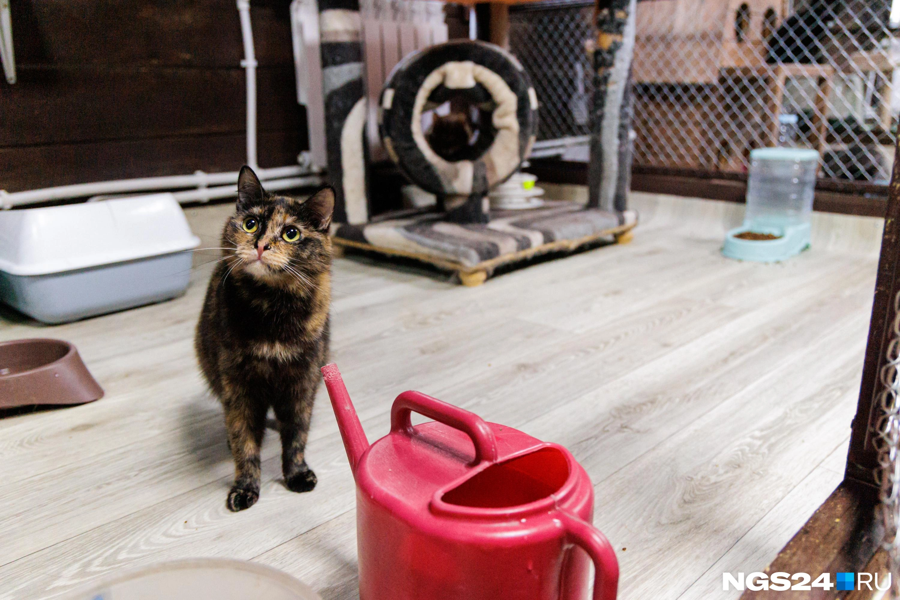 У котиков есть всё необходимое