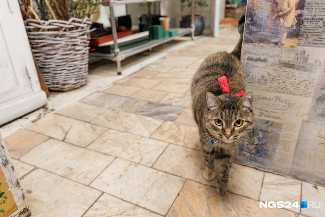 Кошку не пытаются украсть прохожие | Источник: Мария Ленц / NGS24.RU