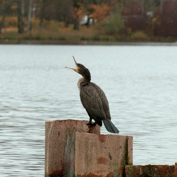 Источник: Павел Глазков / «Каждой твари по паре»