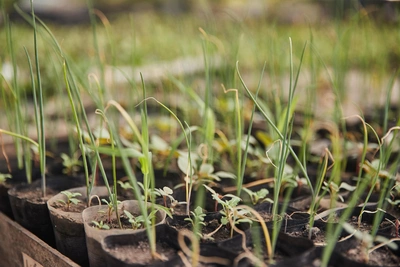 Торфяные таблетки для рассады: как пользоваться