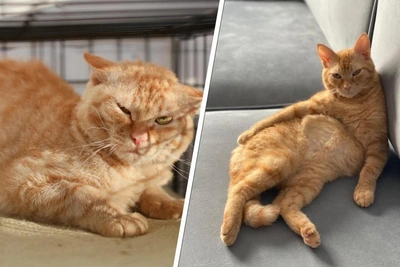 Perm cat Kovrik rescued from heating main now lives on Cyprus