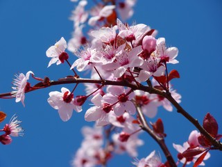 Тест: Кто ты — королевская роза или полевая ромашка? 🌹🌼