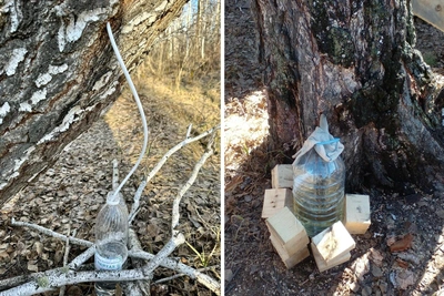 Омичи начали собирать в лесу березовый сок