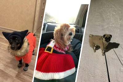 Питомцы новосибирцев в мороз: от одеял до прогулок