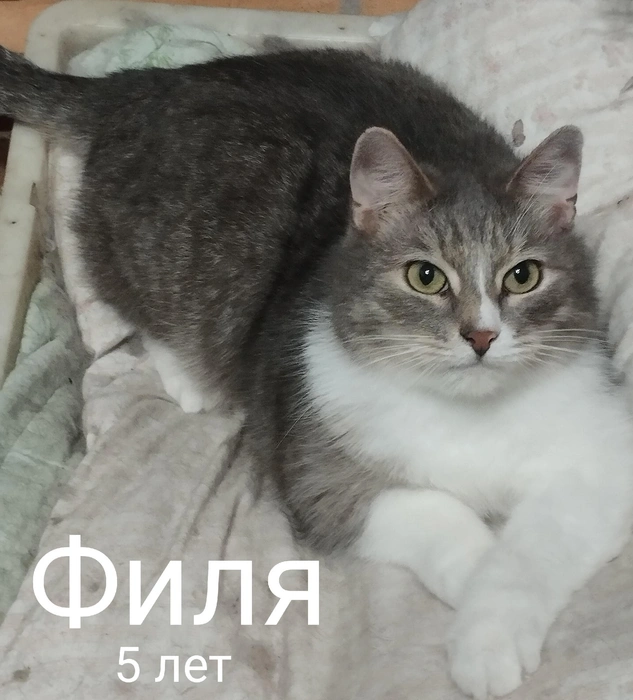 Источник: «Помощь бездомным животным г. Полярные Зори!» / Vk.com