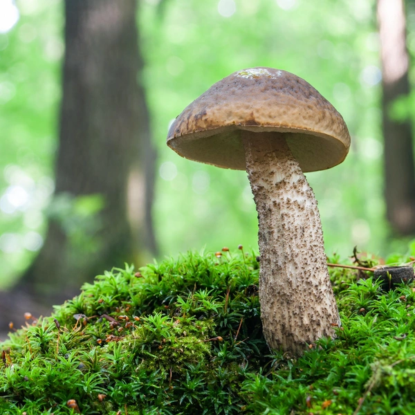 Подберезовик | Источник: Liubomyr Tryhubyshyn&nbsp;via&nbsp;Shutterstock/Fotodom.ru