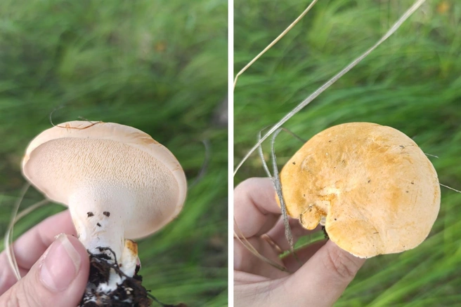 Фотографиями поделились в соцсетях  | Источник: «Грибы.Грибники Омска и Омской области» / Vk.com