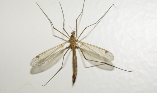 Ученые узнали, что делает людей «вкусными» для комаров