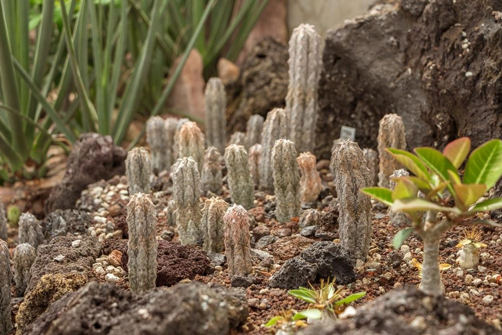 Сочные стебли молочая Euphorbia abdelkuri выдают в нем растение-суккулент, приспособленное к засушливым условиям | Источник: Shutterstock/Fotodom.ru