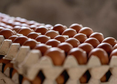 Почему подорожали яйца: когда будет спад цен на этот продукт