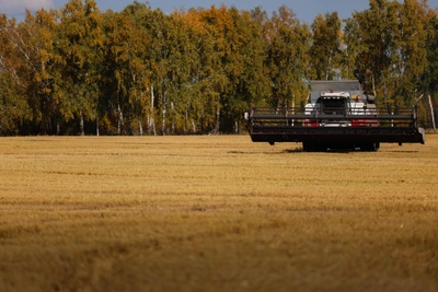 Около 30% озимых Ростовской области засеяно без удобрений