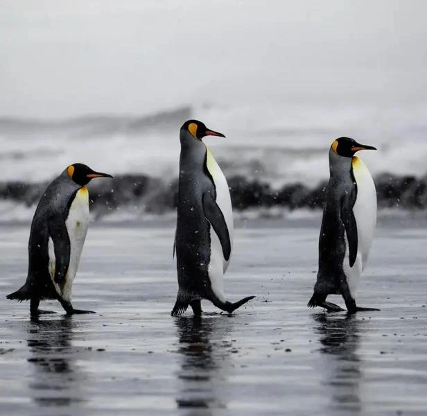 Учимся вальяжной походке у пингвинов | Источник: Mathilde Chevallay / Ocean Conservancy Photo Contest 2026