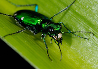 Почему насекомые падают с высоты без вреда для себя?