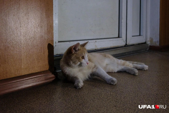 После еды можно и полежать | Источник: Булат Салихов / UFA1.RU