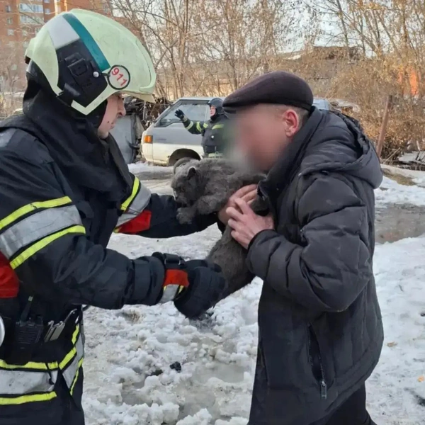 Котики так испугались, что вцепились в пожарных | Источник: МЧС Иркутской области / MAX