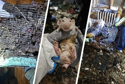 Адская квартира и скандал из-за еды с могил в Воронеже