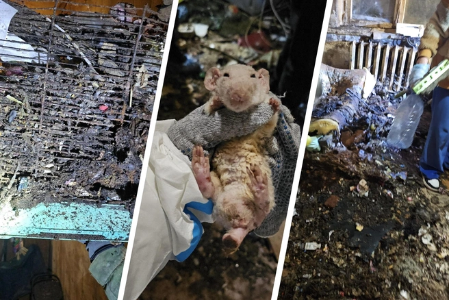 Чтобы спасти максимальное число крыс, волонтерам пришлось вынести килограммы мусора и отходов | Источник: Помощь брошенным декоративным крысам Воронеж / Vk.com