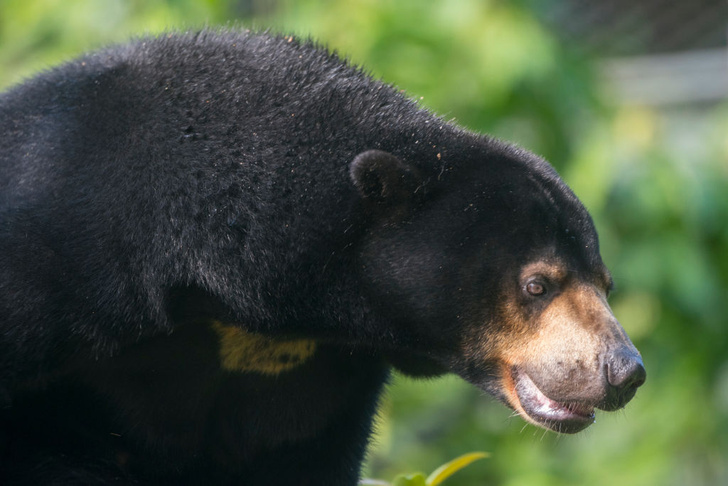По лесу идет: 5 интересных фактов о медведях на примере мультсериала «Маша и Медведь»