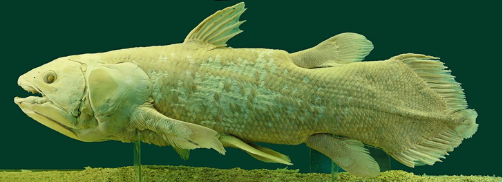 Какая рыба самая древняя?