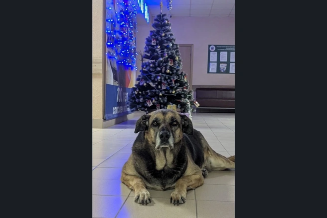 Сотрудники взаимодействуют с животными и поднимают настроение | Источник: zdrav.nso.ru