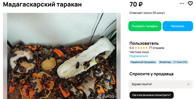 Для любителей насекомых | Источник: Авито