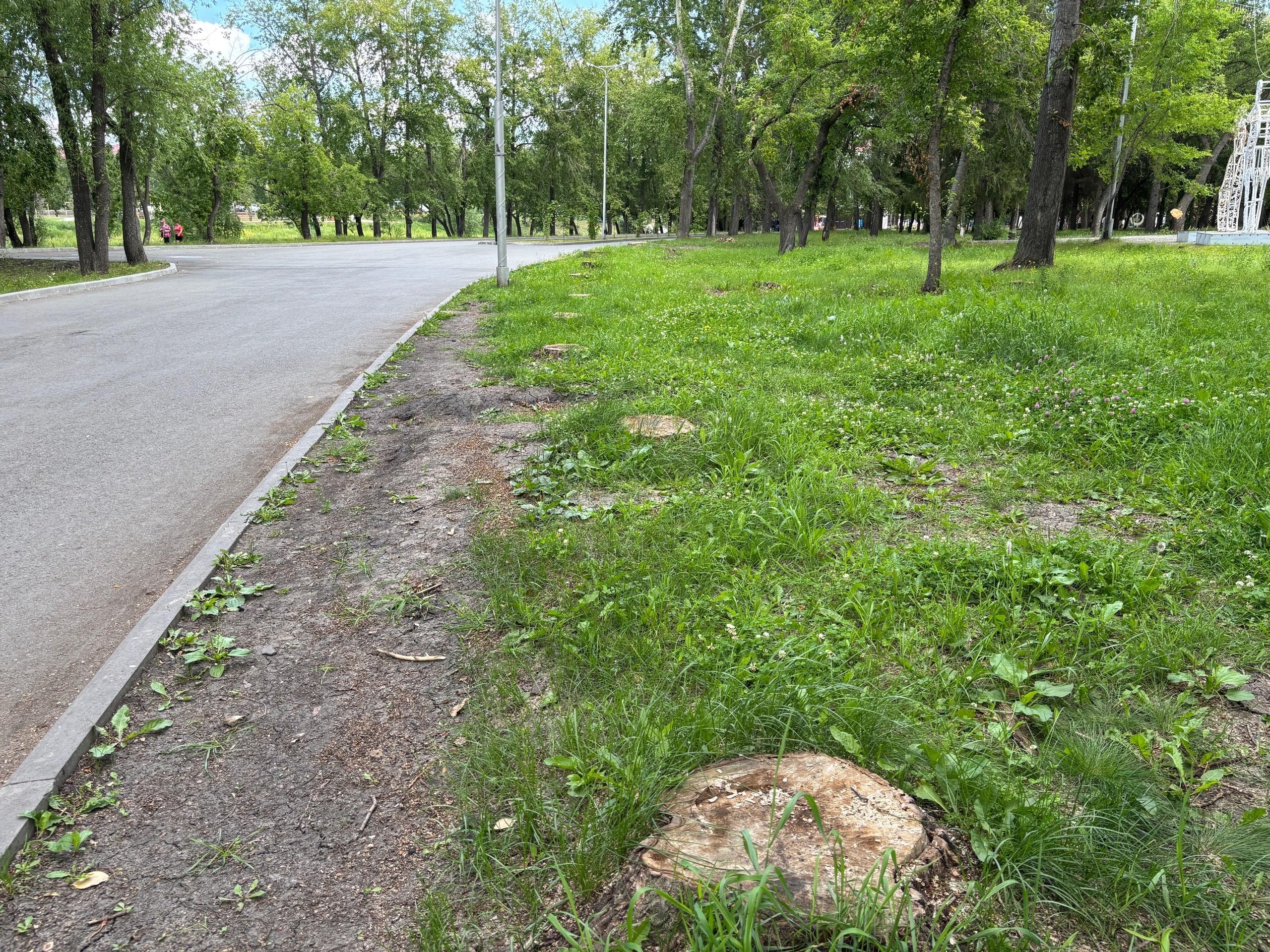 «Активно дают пух»: власти Кургана рассказали, зачем сносят тополя в ЦПКиО и что высадят взамен