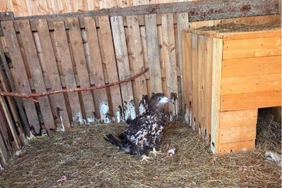 Приют «Антидогхантер» оштрафован на 600 тыс. за краснокнижную птицу