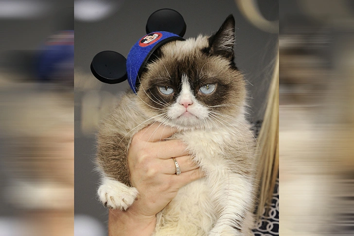 Grumpy Cat