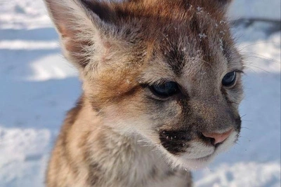 В барнаульском зоопарке представили котенка пумы