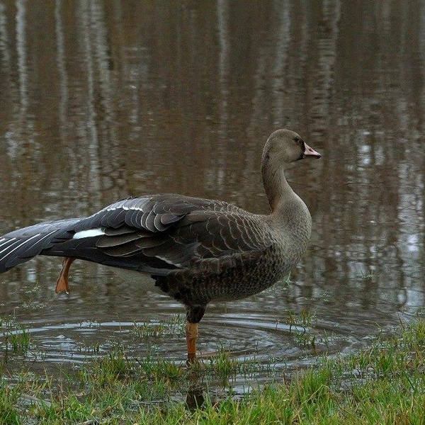 Источник: Павел Глазков / «Каждой твари по паре»