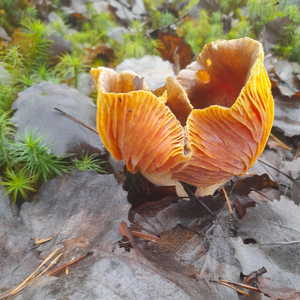 Марина Лабзина поделилась фотографиями необычных грибов | Источник: «Грибы 2025» / Vk.com