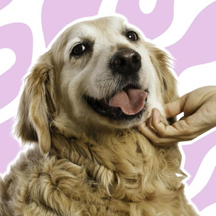 «Гав» вместо «спасибо»: 10 вкусняшек и прочих мимишностей для любимых собак