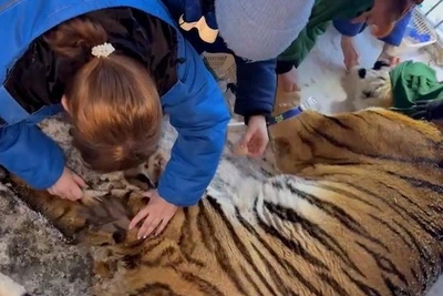 Tiger and Leopard in Chelyabinsk Seriously Ill