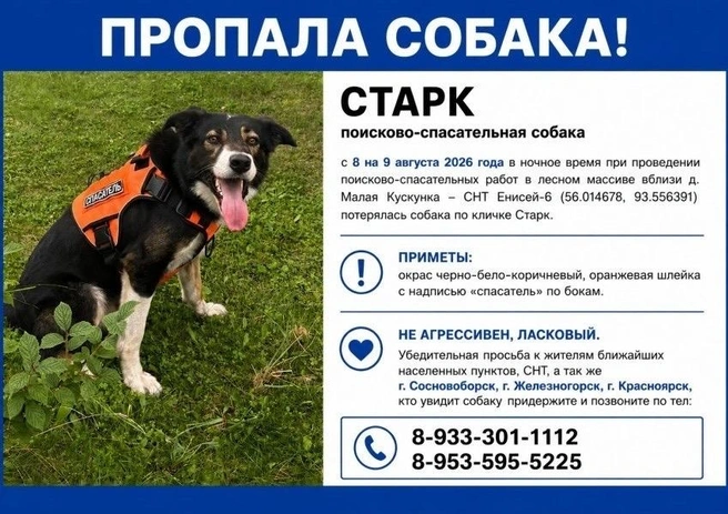 Старку три года | Источник: Екатерина Павлова / Vk.ru