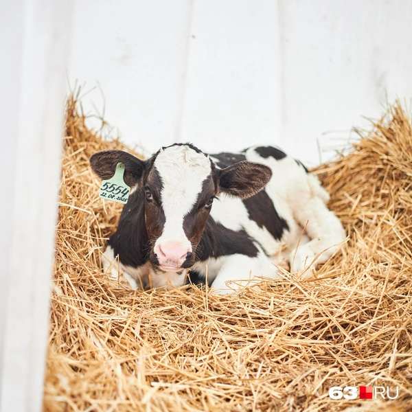 Источник: Роман Данилкин / 63.RU