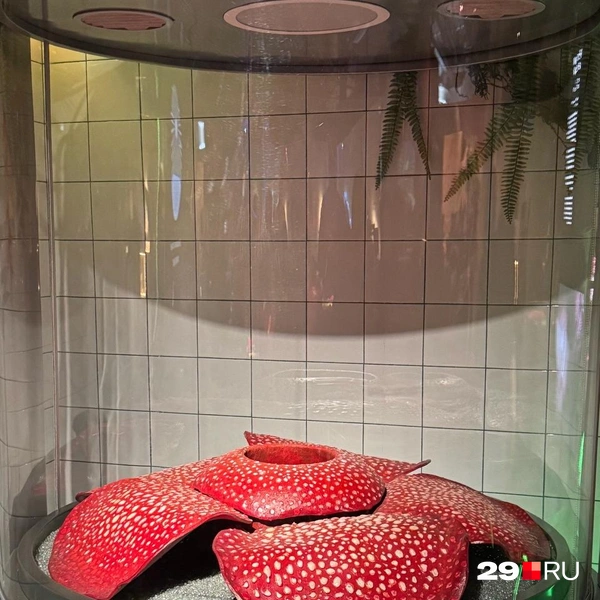 Источник: Валерия Богатырёва / 29.RU