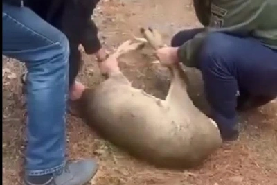 Косуля забежала в магазин в Сочи