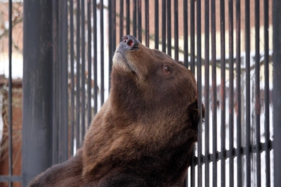 Медведи в нижегородском зоопарке проснулись после зимней спячки