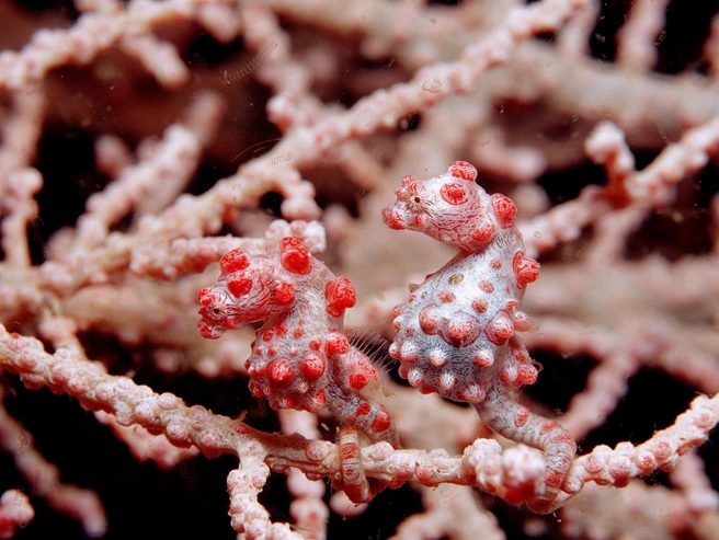 Карликовые морские коньки (Hippocampus satomiae). Обитают в Индийском океане. | Источник: Legion Media