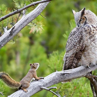 Аватарка Бум