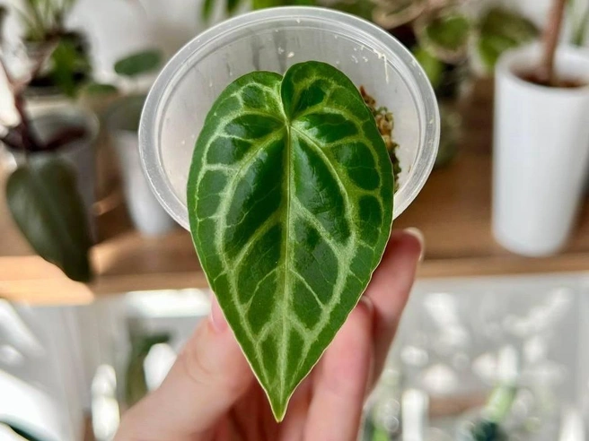 Один из экземпляров из коллекции Зили Сабитовой | Источник: kust1kkk / T.me