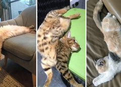Это нереально смешно: 30 котиков, которые уснули в нелепых позах — фото