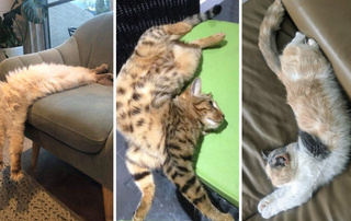30 котиков, которые уснули в нелепых позах