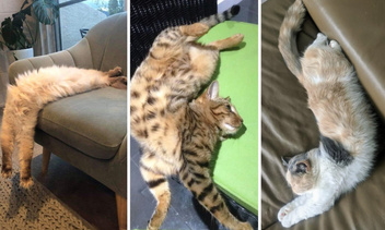 Это нереально смешно: 30 котиков, которые уснули в нелепых позах — фото