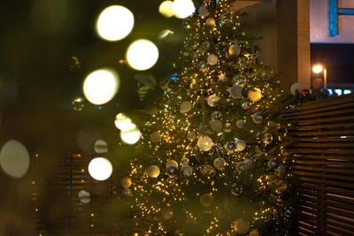 Владивостокцы сами выберут музыку для новогодней площади