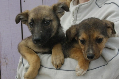 Власти опровергли слухи о закрытии приюта в Васильево