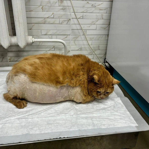 Источник: vk.com/cat_kroshik