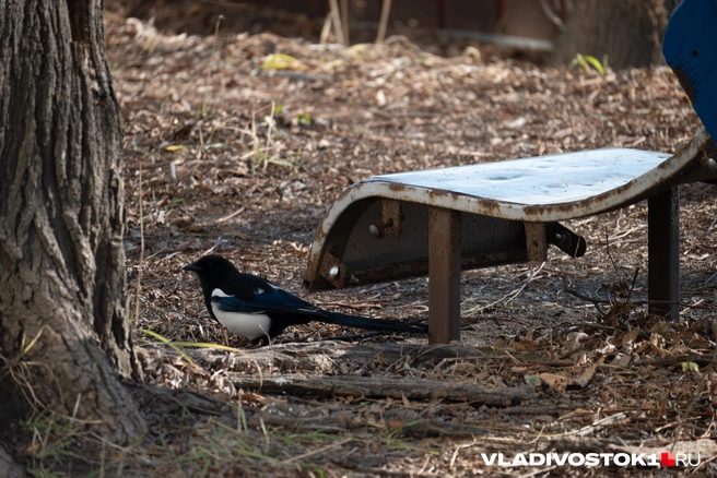 Людям, владеющим информацией о ребенке, можно связаться с полицией или волонтерами | Источник: Елена Буйвол / VLADIVOSTOK1.RU